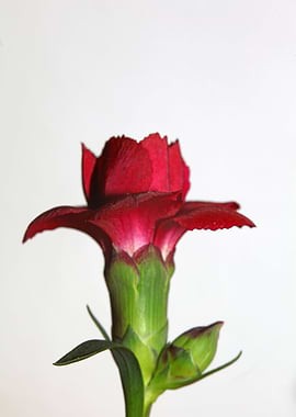 Dianthus flower macro