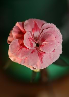 Dianthus flower close up