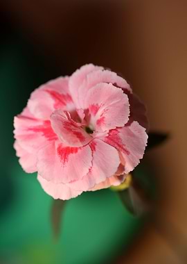 Dianthus flower macro