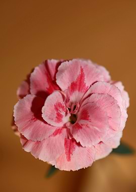 Dianthus flower macro