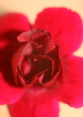 Dianthus flower close up