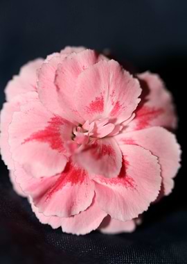 Dianthus flower close up