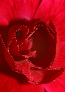 Dianthus flower macro
