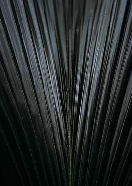 Abstract fern texture