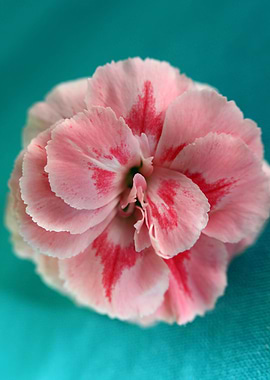 Dianthus flower macro