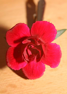 Dianthus flower macro