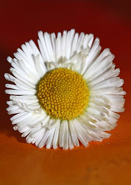 Bellis perennis Compositae