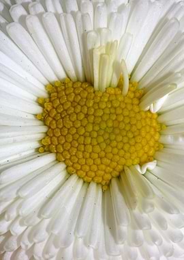 Bellis perennis Compositae