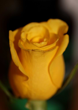 Yellow rosa flower macro