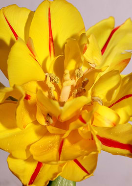 Yellow tulip stamens macro