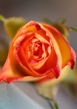 Pink rosa rosaceae macro