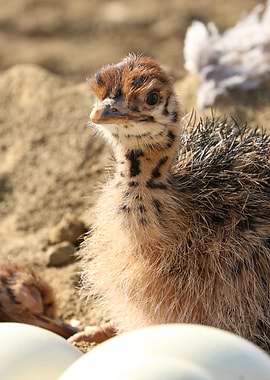 Ostrich Baby in the nest 1