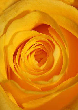 Yellow rosa flower macro