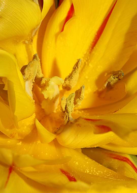 Yellow tulip stamens macro