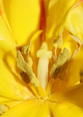 Yellow tulip flower macro