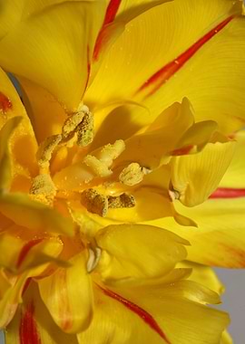 Yellow tulip stamens macro