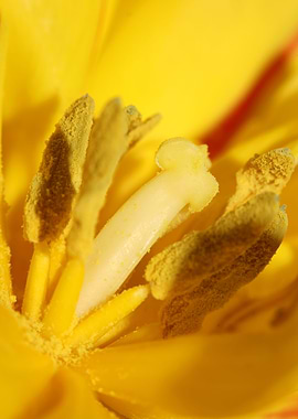 Yellow tulip stamens macro
