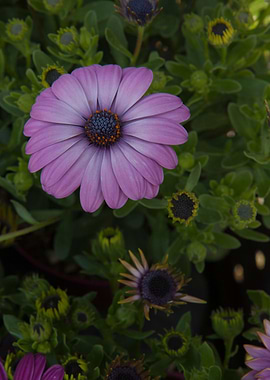 daisy in bloom in spring