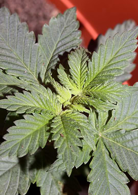 Marihuana first leaves