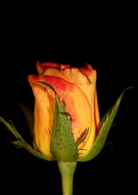 Yellow rosa flower macro