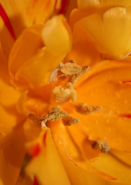 Yellow tulip stamens macro