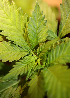 Cannabis plant growing