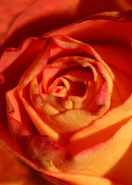 Yellow rosa flower macro