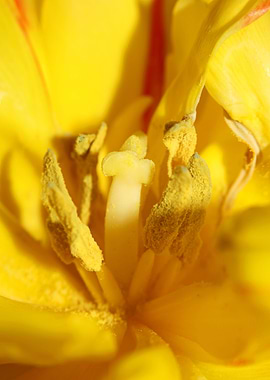 Yellow tulip stamens macro