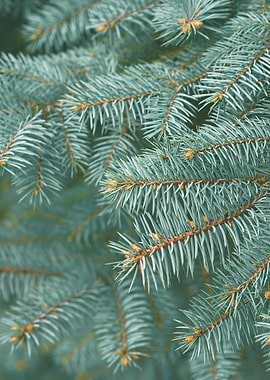Pine Tree