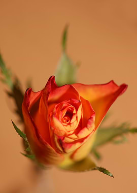 Pink rosa rosaceae macro