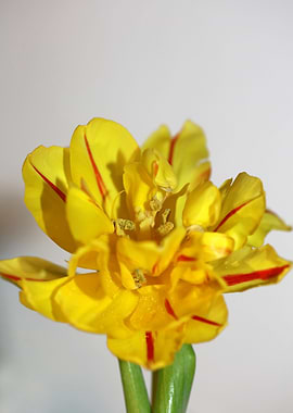 Yellow tulip stamens macro
