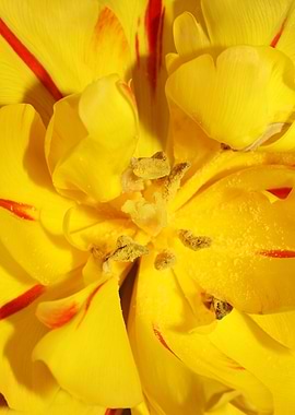 Yellow tulip stamens macro