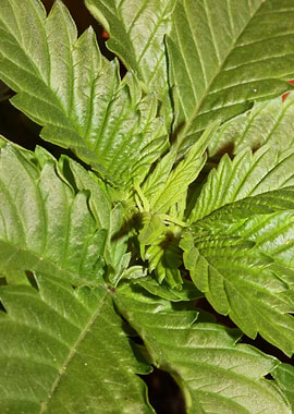 Marihuana first leaves