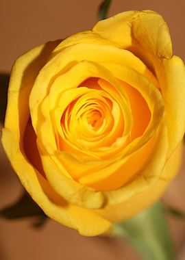 Yellow rosa flower macro