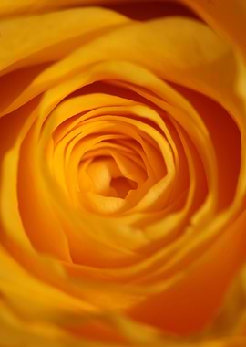 Yellow rosa flower macro