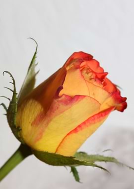 Pink rosa rosaceae macro