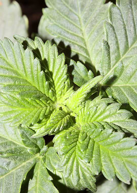 Cannabis plant growing