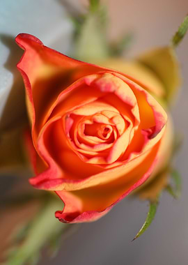 Pink rosa rosaceae macro