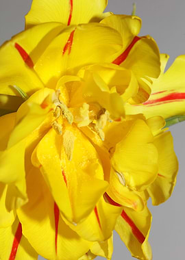 Yellow tulip stamens macro