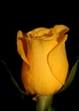 Yellow rosa flower macro