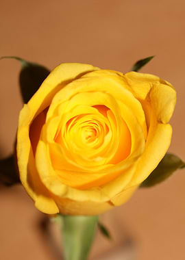 Yellow rosa flower macro