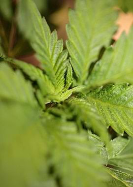 Marihuana first leaves