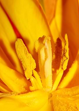 Yellow tulip stamens macro