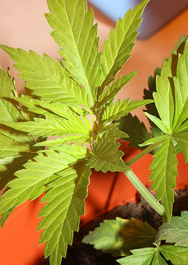 Cannabis plant growing
