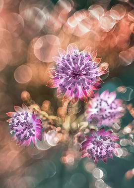 Purple macro flower,garden