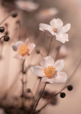 Anemone,white macro flower