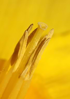 Narcissus flower macro