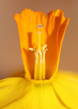 Narcissus Amaryllidaceae
