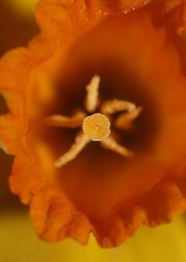 Narcissus blossoming macro