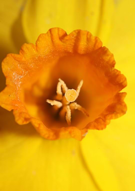 Narcissus Amaryllidaceae
